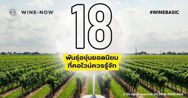 18 พันธุ์องุ่นยอดนิยมที่นักดื่มไวน์ควรรู้จัก th.wine-now