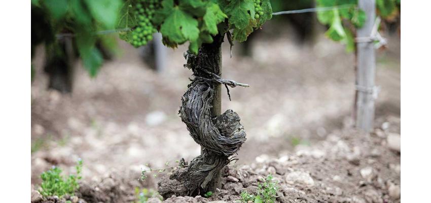 Wine word : Terroir (แตร์รัว)