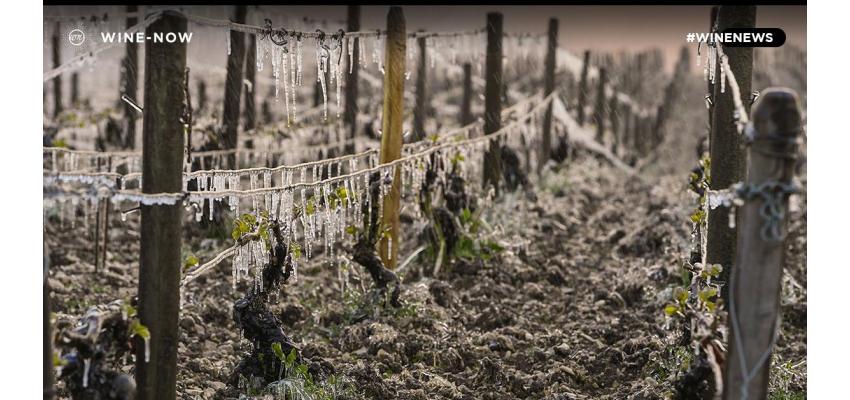 น้ำค้างแข็ง ทำไวน์ฝรั่งเศสปีนี้ดิ่งหนักเป็นประวัติการณ์