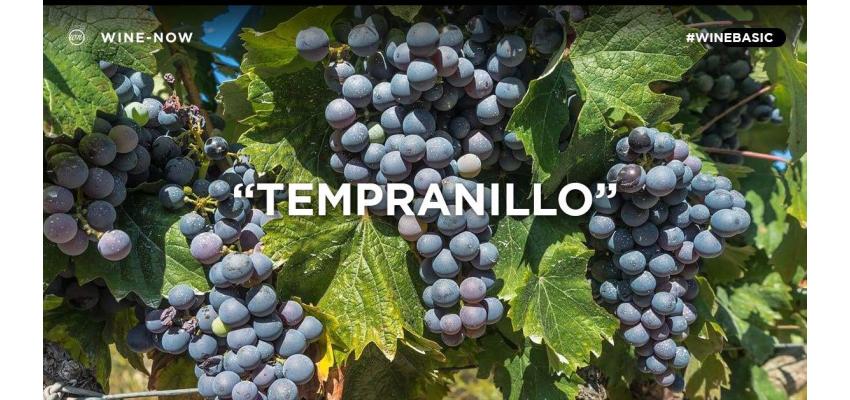 Tempranillo พันธุ์องุ่นแดงชั้นเยี่ยมจาก Spain