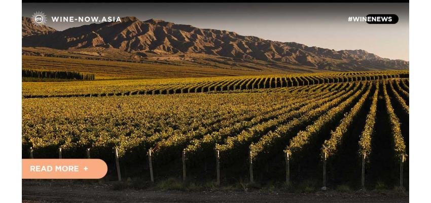 Argentina ร่วมวงไวน์โลกใหม่ เจาะตลาดจีน