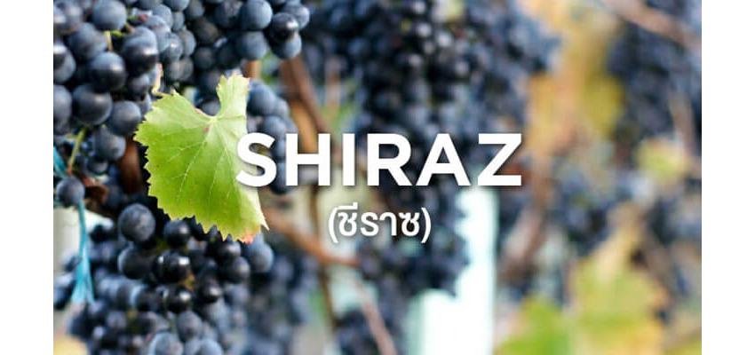 Wine word : Shiraz(ชีราซ)