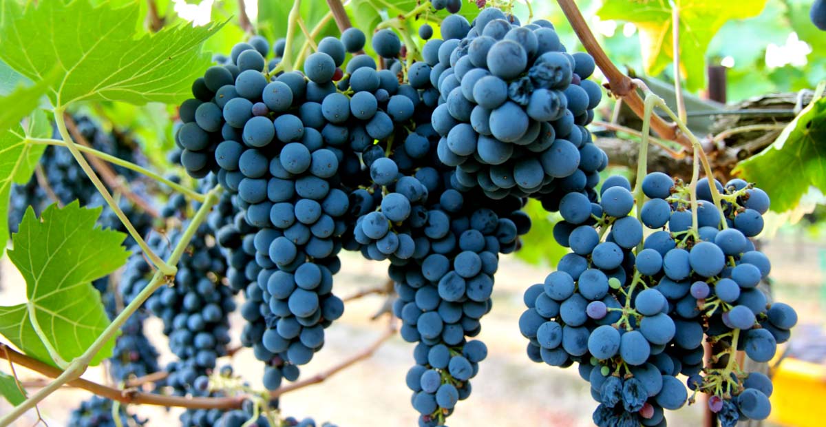 ซานโจเวเซ่ (Sangiovese) 