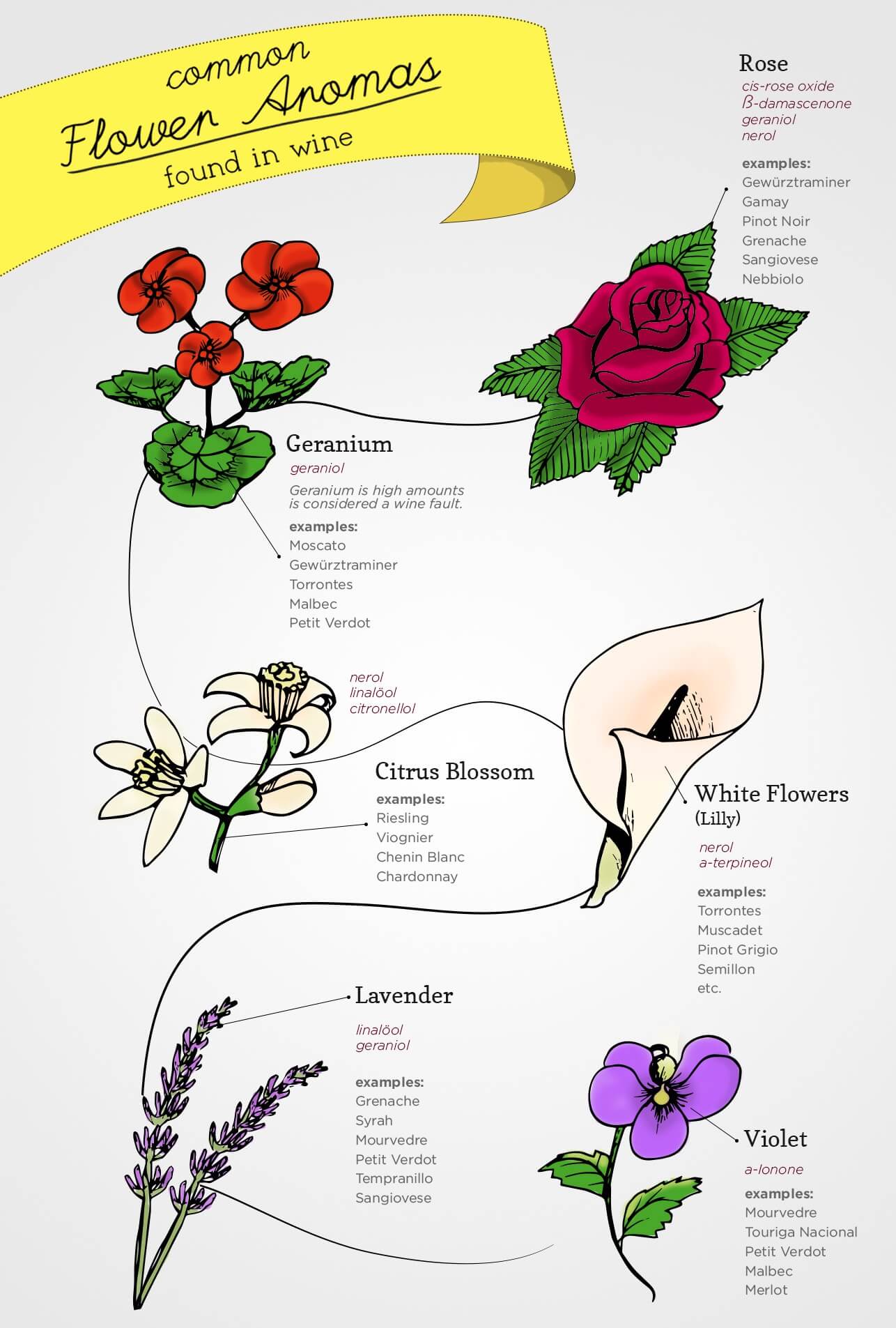 6 aroma flower in wine