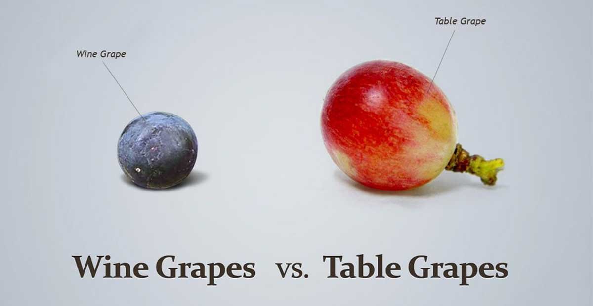 Wine Grapes & Table Grapes