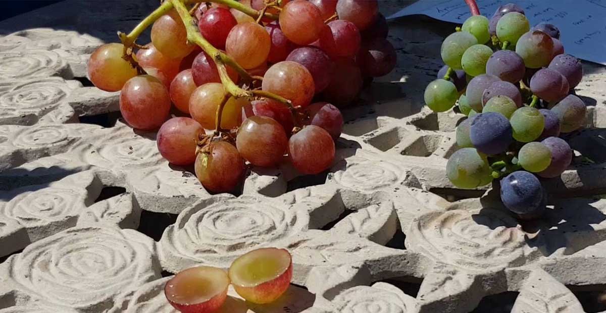 Wine Grapes & Table Grapes